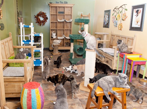 Cage-free environment in which the cats thrive.