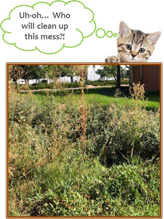 AHA_YardCleanup_15Sept2018_YardAndCatImage