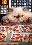 bingo cat