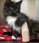 injured_kitten_12-22-18