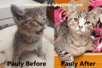 pauly-before-after